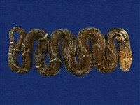 藏品(眼鏡蛇)的圖片